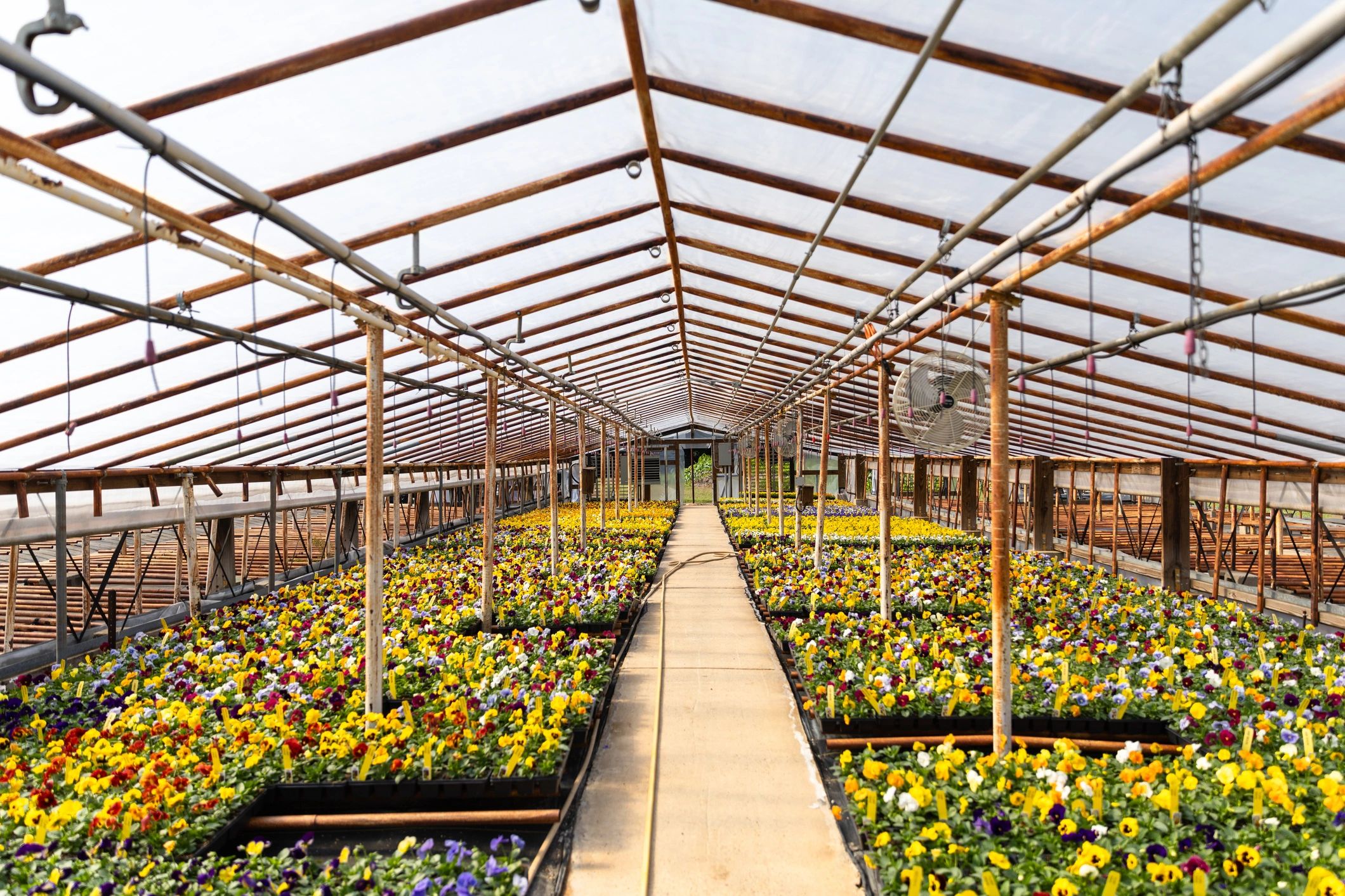 Flower farm field with fresh seasonal blooms