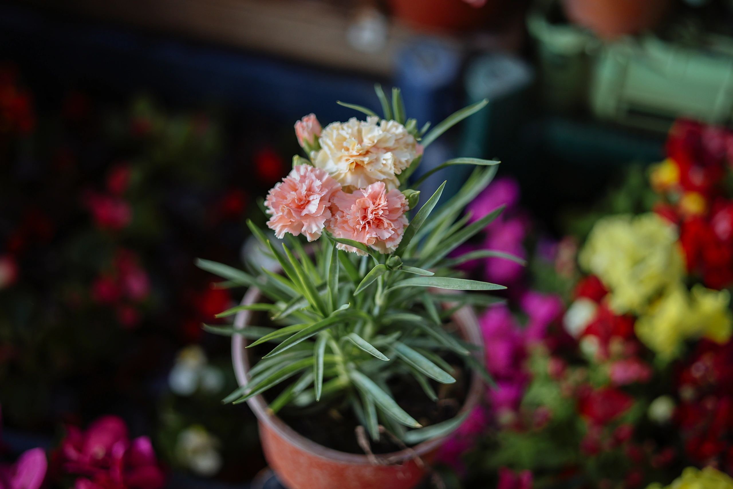 Colorful seasonal flowers at a local flower farm