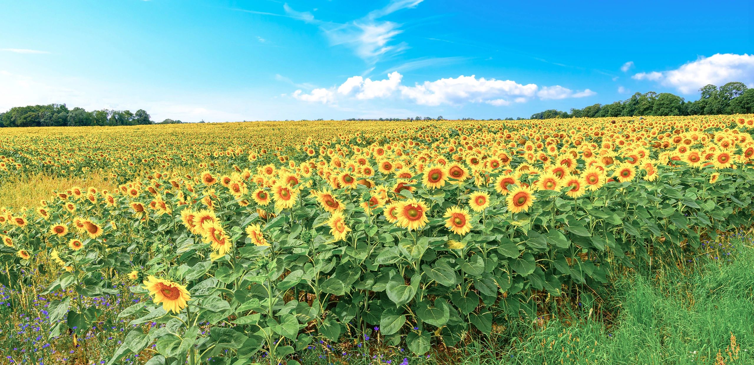 Sunflowers blooming across a farm field