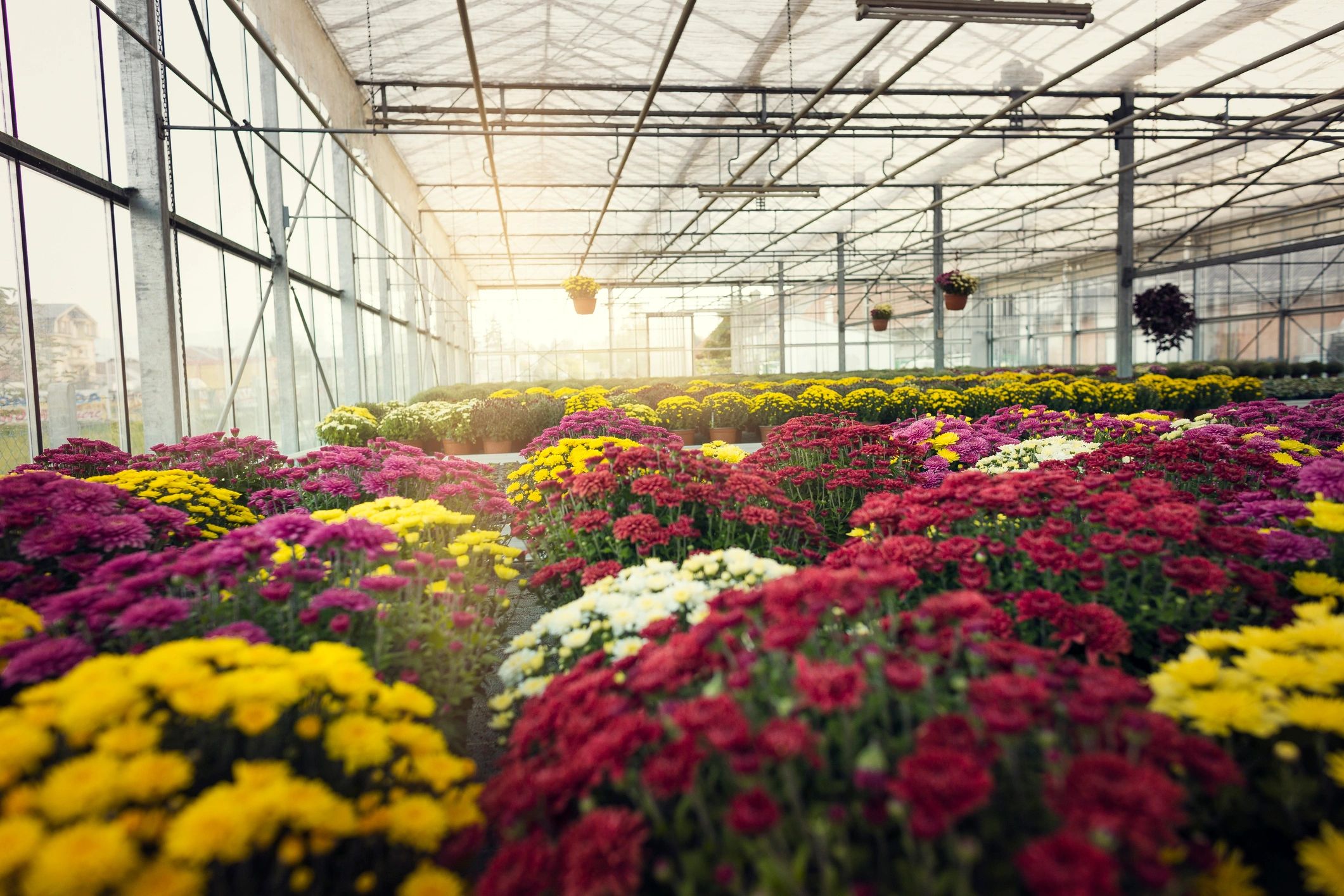 Colorful flowers growing in a greenhouse